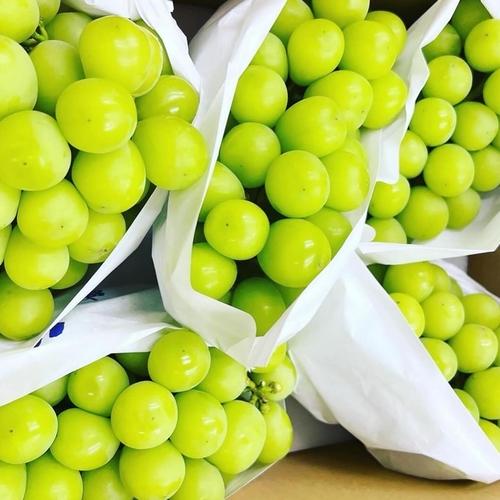 フルーツ王国山梨より朝採り農家直送シャインマスカット 1キロ | 果物