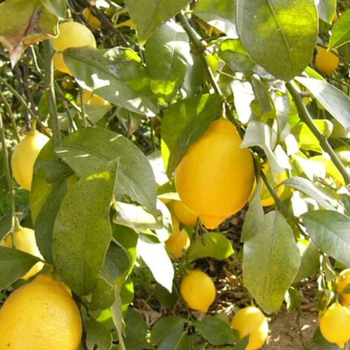 広島県産 瀬戸田レモン 2㎏ C品（訳あり） 有機JAS法準拠栽培 | 果物