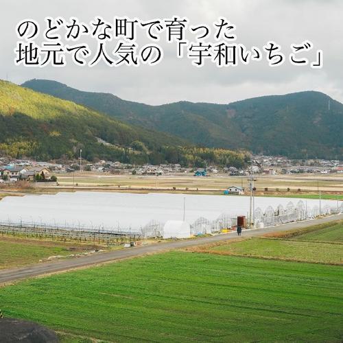 ☆新鮮朝採り☆かんちゃん農園の甘いいちご ｜ 果物/いちご 産直アウル