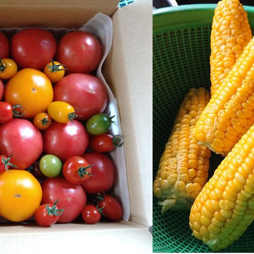 じゃがいも2品種約10kg【L〜2Lサイズ】 | 野菜/じゃがいも 産直アウル