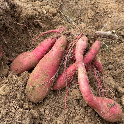 紅はるか 4.5kg / 2024年新芋【福岡県糸島市産さつまいも】 ｜ 野菜