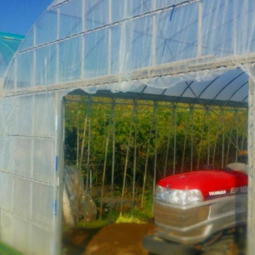 クール便】お試し60サイズ☆香り豊かな根付きパクチー保存説明付き