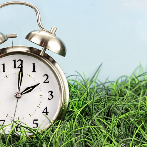 フレッシュ 沖縄県産 スイートバジル【2kg】 ｜ 野菜/ハーブ 産直