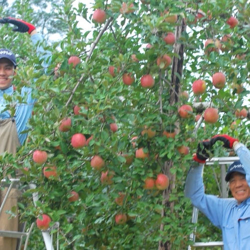 希少品種「大紅蟠桃」！ 〜ご家庭用〜 ｜ 果物/もも 産直アウル 農家