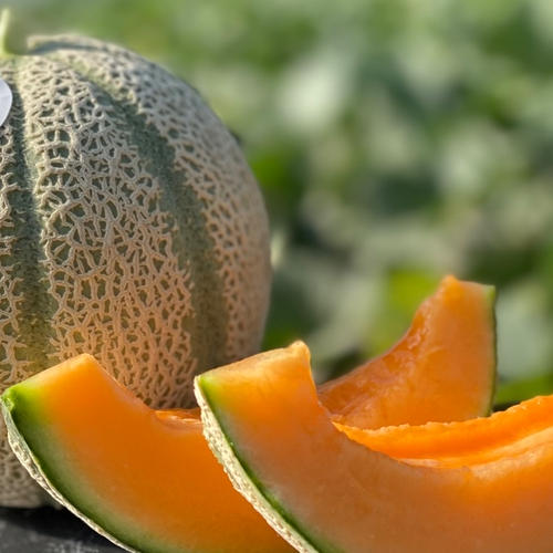 赤肉メロン マルセイユメロン 6玉入 ｜ 果物/メロン 産直アウル 農家
