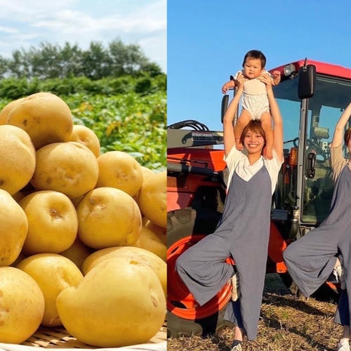 調理に万能『とうや』北海道産じゃがいも ｜ 野菜/じゃがいも 産直