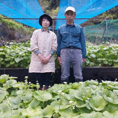 【ご購入後に収穫】　花わさび　2kg 楽天市場】花山葵〈ハナワサビ〉1ケース、20パック前後、1Kg〜2Kg前後