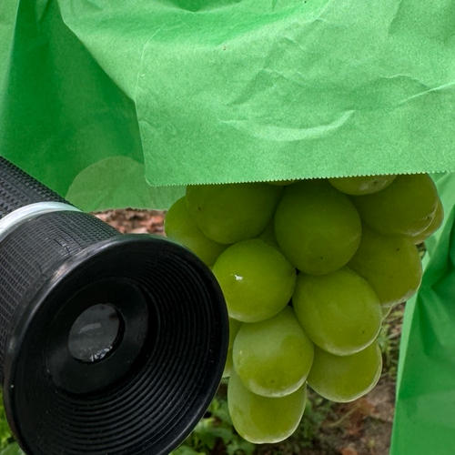 こだわりの厳選葡萄】希少品種 富士の輝&シャインマスカット(約1.4kg