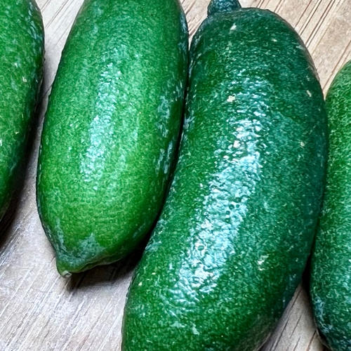 山形フィンガーライム（山形県・鶴岡市）｜生産者詳細｜産直アウル