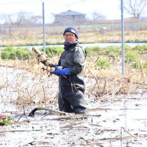 クール便 訳あり「竹」2キロ 新鮮！朝堀りれんこんのご自宅用 ｜ 野菜