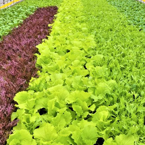 R7年産 ビーガン米玄米10kg 植物性育ち/化学肥料/農薬不使用