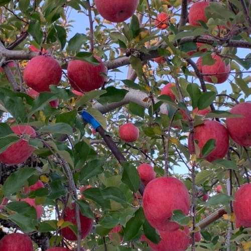 完全無農薬栽培！ 訳あり渋柿11キロ 安心安全な柿 | 果物/柿 産直