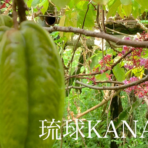 赤グァバ（1.5kg） ｜ 果物/その他果物 産直アウル 農家・漁師など生産