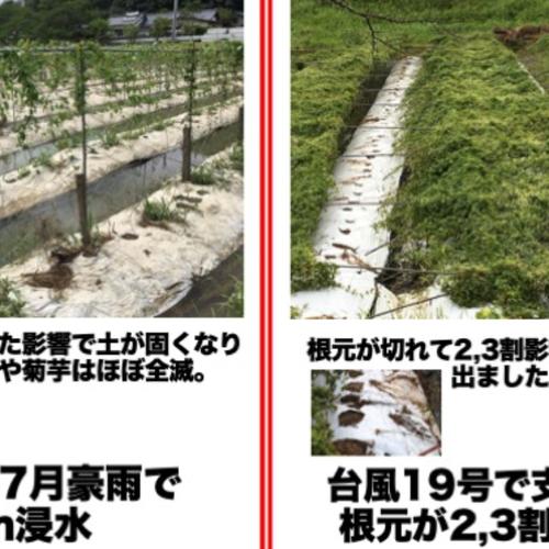 熊本の新じゃがいも(メークイン)10kg 農薬・肥料不使用 ｜ 野菜