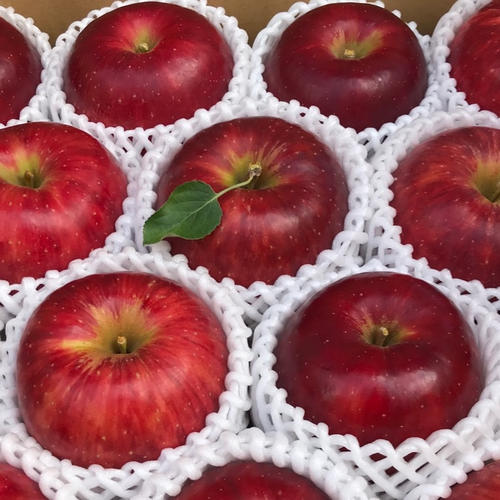 特選ふじ 約5kg【2024年産】 ｜ 果物/りんご 産直アウル 農家・漁師