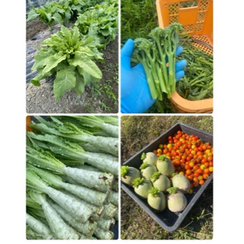 カラダが喜ぶ!!旬の無農薬お野菜セット7~8種類（おまかせ60） ｜ 野菜
