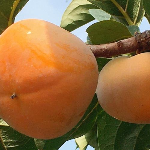 はるみ 秀品 Mサイズ 約10kg | 果物/オレンジ・その他みかん 産直