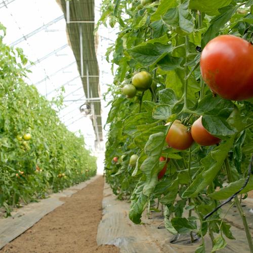 ミニトマトアイコ2キロ箱詰 ｜ 野菜/トマト 産直アウル 農家・漁師など