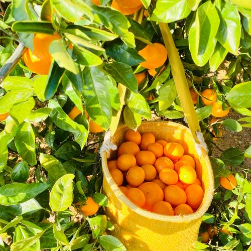 春を感じる香りと甘み】愛媛県産はるか 4kg（ご家庭用） | 果物