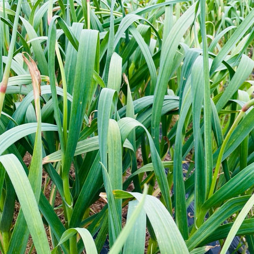 農薬使用7割減】岐阜県中津川伝統野菜「あじめこしょう一味」3本