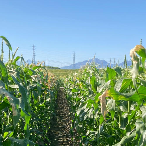 Rｅさん専用、訳あり、10キロを２個 大容量訳あり品】訳ありきゅうり10キロ ｜ 野菜/きゅうり 産直アウル
