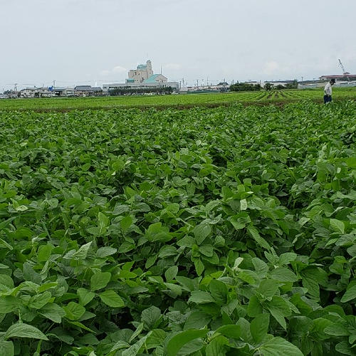 期間限定❗伝説の早生甘露だだちゃ豆(枝豆)1キロ ｜ 野菜/豆類 産直
