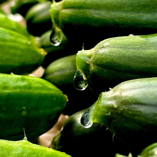 ExcelFarm（宮崎県・宮崎市）｜生産者詳細｜産直アウル