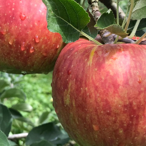 葉とらずふじ 約10kg【2025年産】 | 果物/りんご 産直アウル 農家から