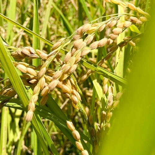 収穫から3日~7日以内の【 生きたお米 】農薬&化学肥料80%以上大幅減