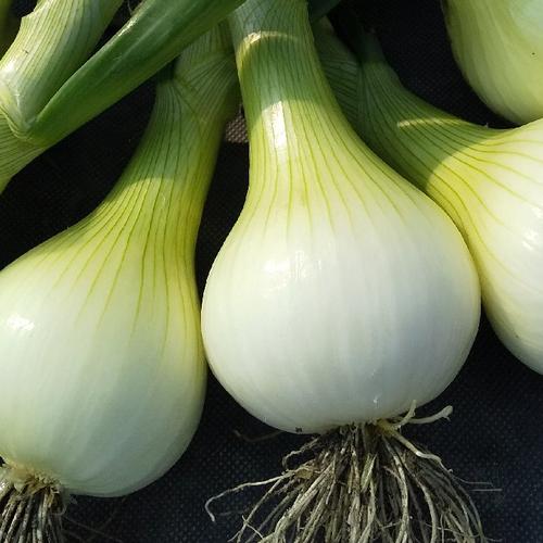 規格外》カリフラワー！60サイズはいるだけ🤗 ｜ 野菜/その他野菜 産直