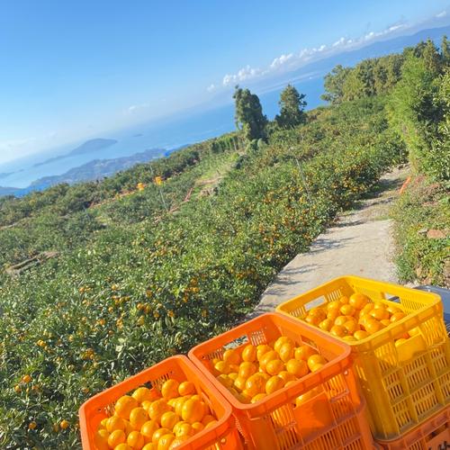 春を感じる香りと甘み】愛媛県産はるか 4kg（ご家庭用） | 果物