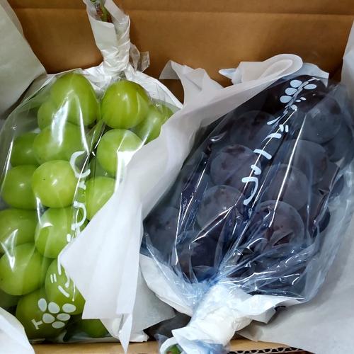 希少品種！長野県限定「クイーンルージュ」！ | 果物/ぶどう 産直