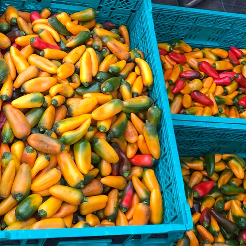 ゆうちぇるふぁーむのミニパプリカ（O様専用ページ） | 野菜/パプリカ