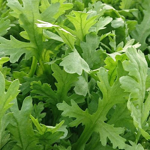 春菊専門農家と、トマト専門農家のコラボセット ｜ 野菜/野菜セット