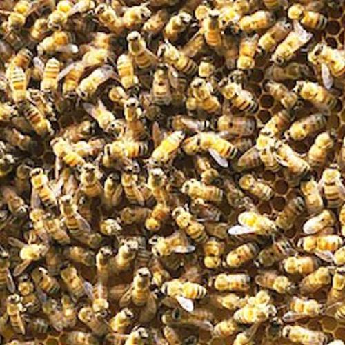送料込] 岡山百花蜜 生はちみつ500g［神の使いHoney］ ｜ はちみつ