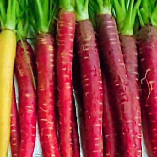 常温便】カラフル野菜農家のカラダ喜ぶ『お試しS☆春のカラフル野菜