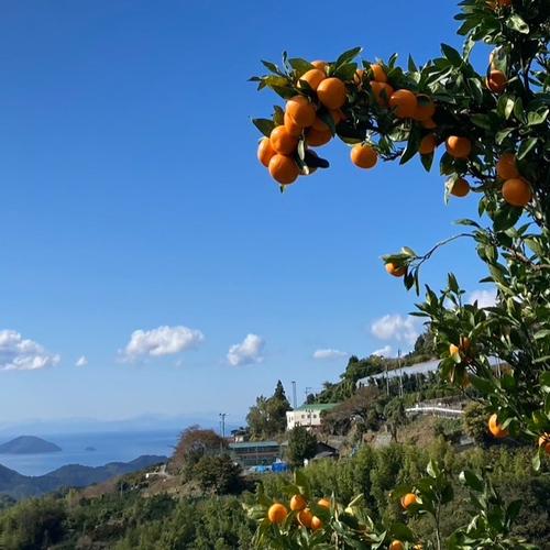 話題の柑橘！！フィンガーライム ！1kg！ プチプチ食感！ | 果物/香酸