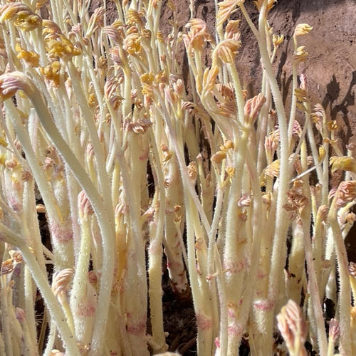 紫芋】パープルスイートロード（サイズ混合）2.0kg 箱込み(60サイズ