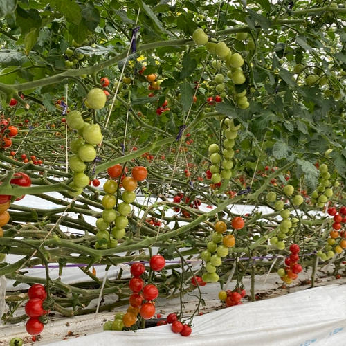 漬け物用】はやとうり 約3kg | 野菜/その他野菜 産直アウル 農家から