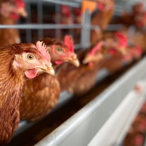 酵母・平飼いたまご30個×2箱】 | 卵/鶏卵 産直アウル 農家から直接野菜