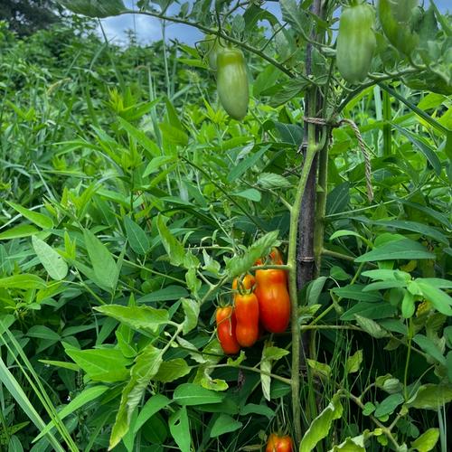 身体に美味しい！ 肉厚ぷりぷり、なめこ1キロ | 野菜/きのこ 産直