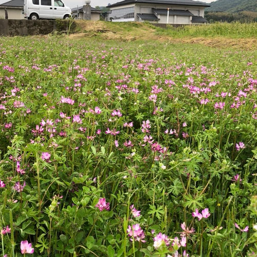 森のくまさん玄米10キロ無肥料・無農薬栽培 ｜ 米・穀物/玄米 産直
