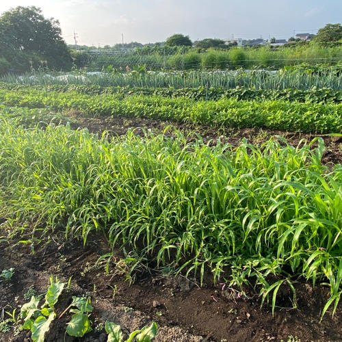 ルバーブ ｜ 野菜/その他野菜 産直アウル 農家・漁師など生産者から