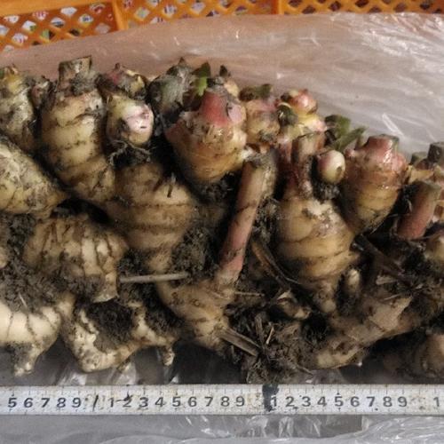 土佐の大生姜1㎏～ 訳あり 不揃い 規格外品 | 野菜/薬味 産直アウル