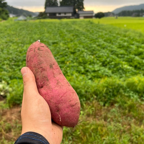 蜜たっぷり！富山県産『紅はるか』(20kg) | 野菜/さつまいも 産直
