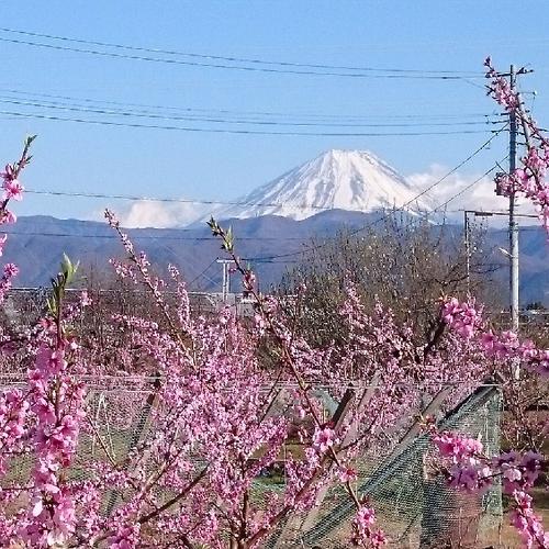 山梨県産 紅てまり2L 500g ｜ 果物/さくらんぼ 産直アウル 農家