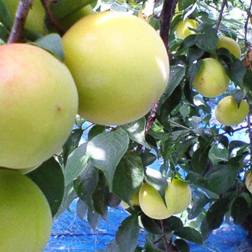 紀州みなべの南高梅「青梅」（大粒3L・4L）約10kg[限定数] ｜ 果物