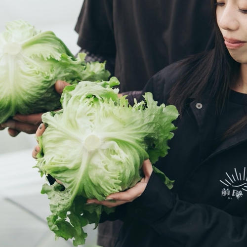 サラダで食べられる！ミニ白菜&レタスセット ｜ 野菜/野菜セット