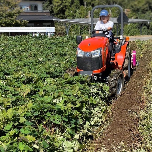 訳あり】シロタ・クロタ 干し芋 茨城県産紅はるか 平干し お得サイズ