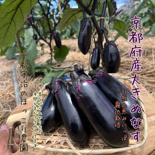 今が旬！なす京都府産（1.5kg/6〜8本※大きめサイズ！）《☆訳あり
